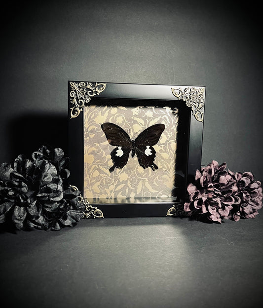 Ash - Butterfly Display