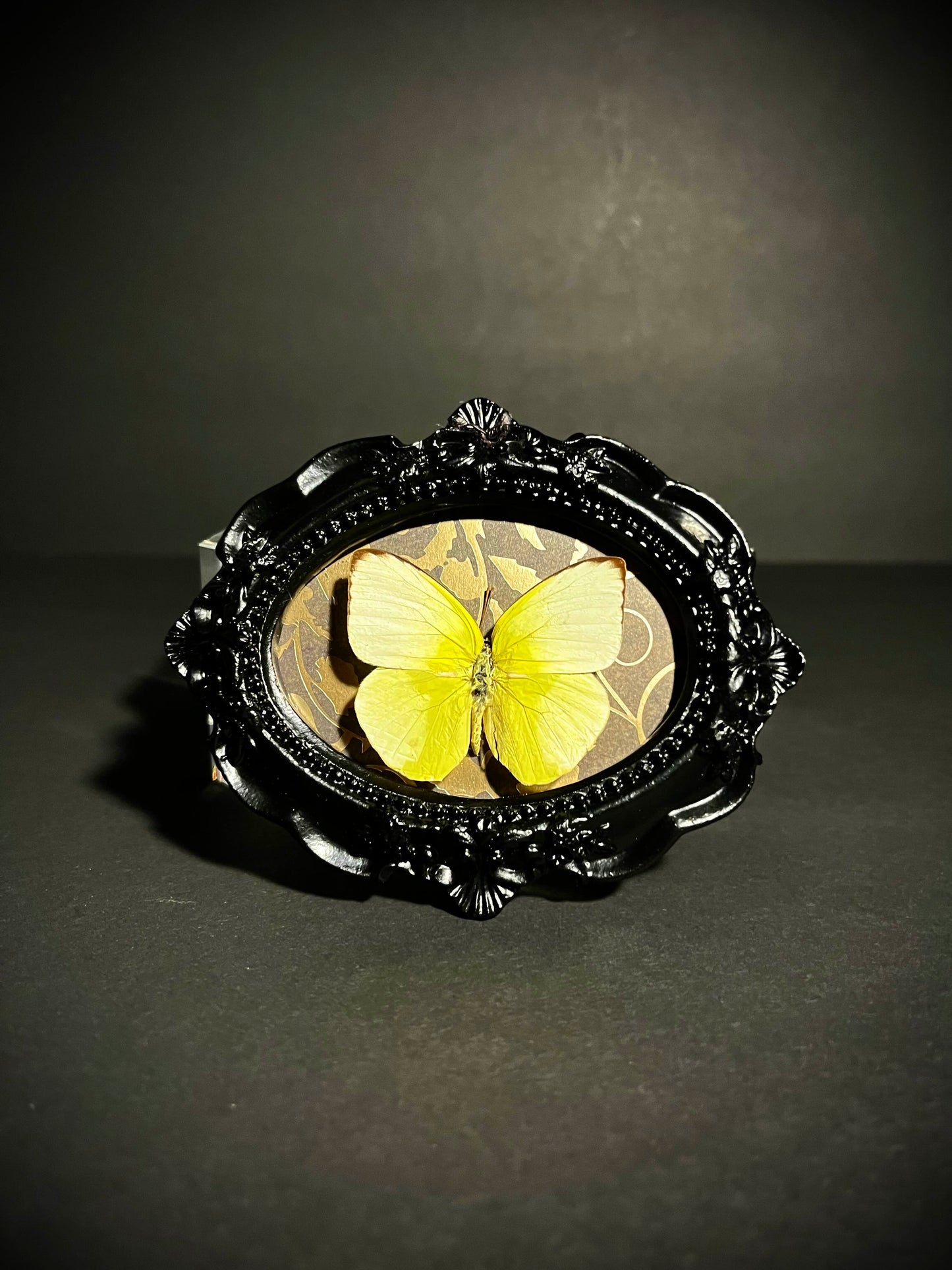 Framed Yellow Albatross Butterfly