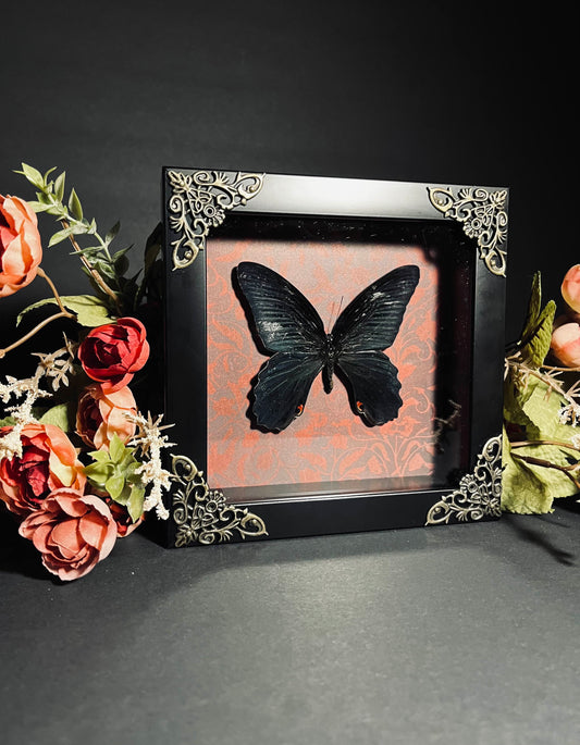 Atrophaneura Hector "Crimson Rose" Butterfly