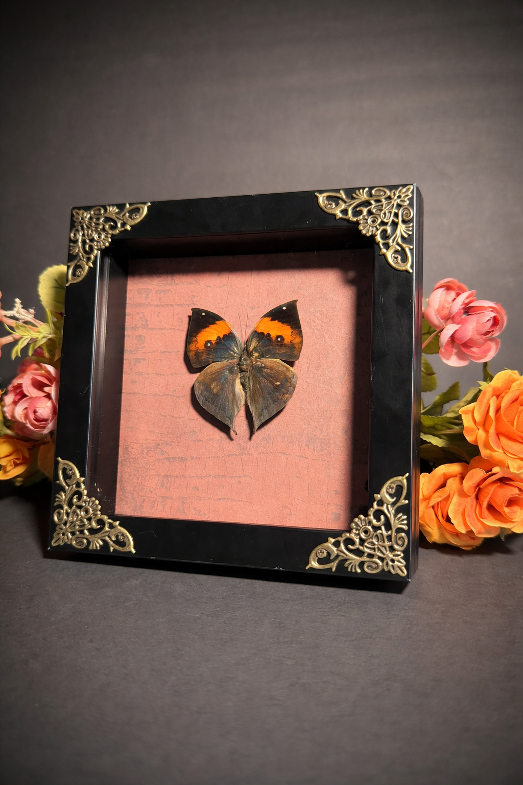 Dead Leaf - Butterfly Display