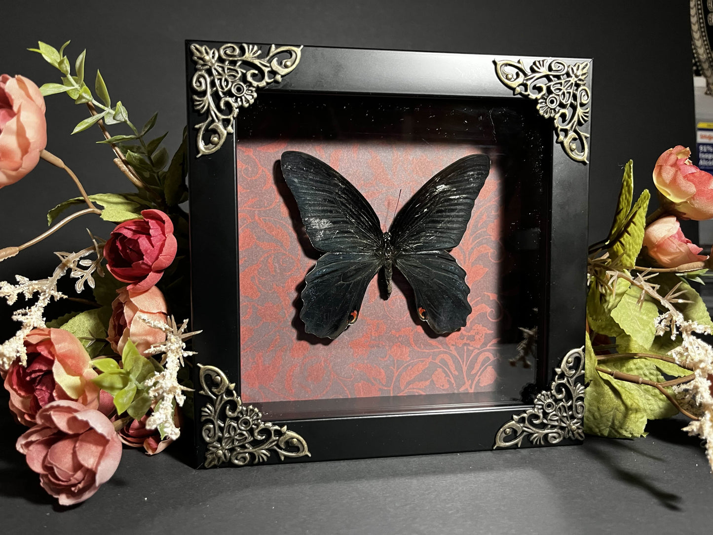 Atrophaneura Hector "Crimson Rose" Butterfly