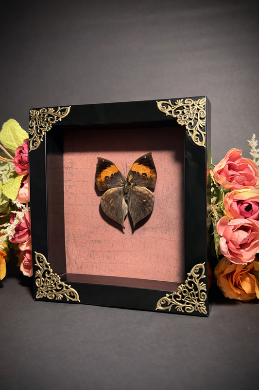 Dead Leaf - Butterfly Display