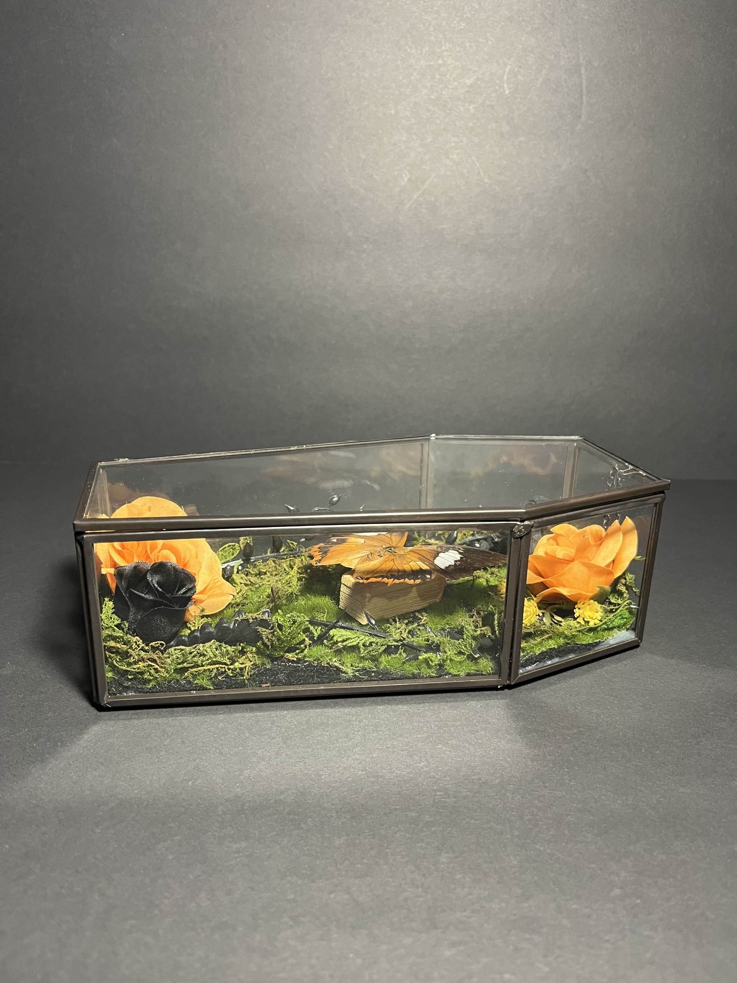 Polyura Athamas Butterfly Coffin Box