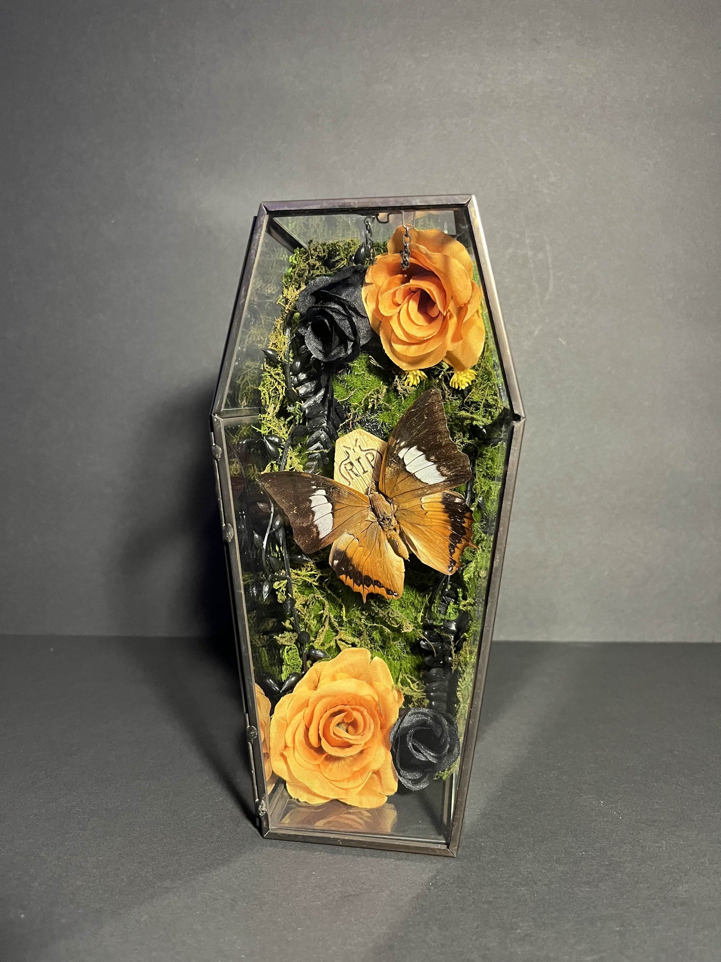 Polyura Athamas Butterfly Coffin Box