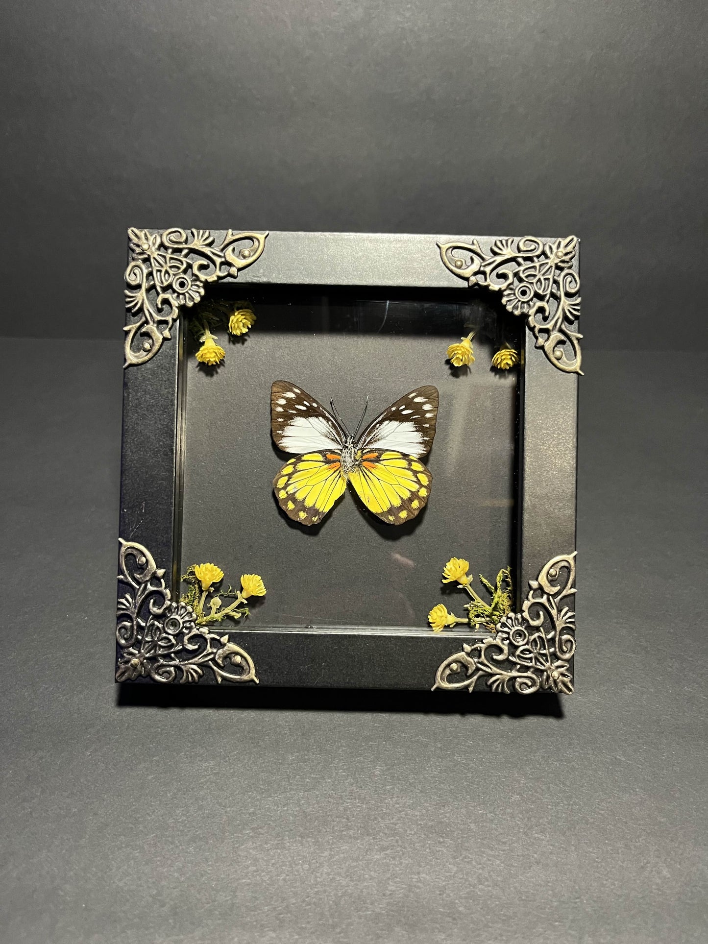 Prioneris Autothisbe Butterfly Box