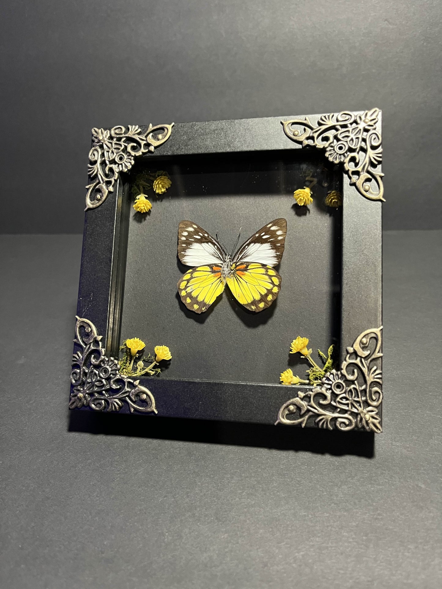 Prioneris Autothisbe Butterfly Box