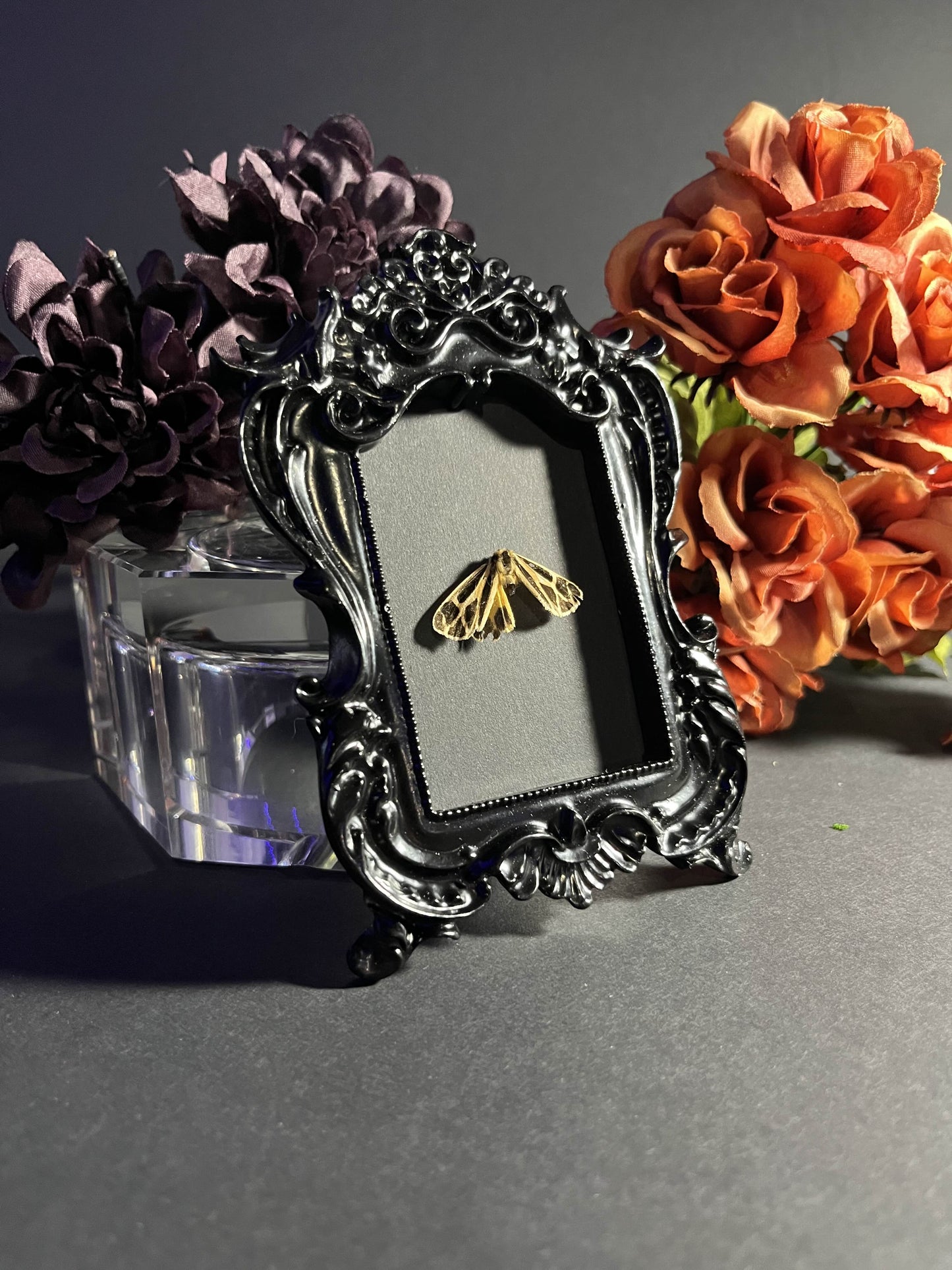 Apantesis "Harnessed Tiger" Moth Frame