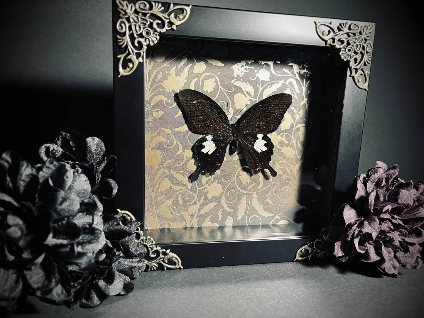 Papilio Polytes Cyrus Butterfly