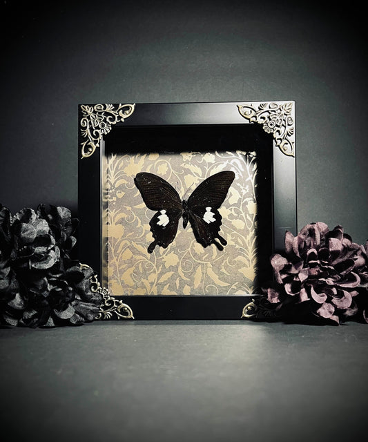 Papilio Polytes Cyrus Butterfly