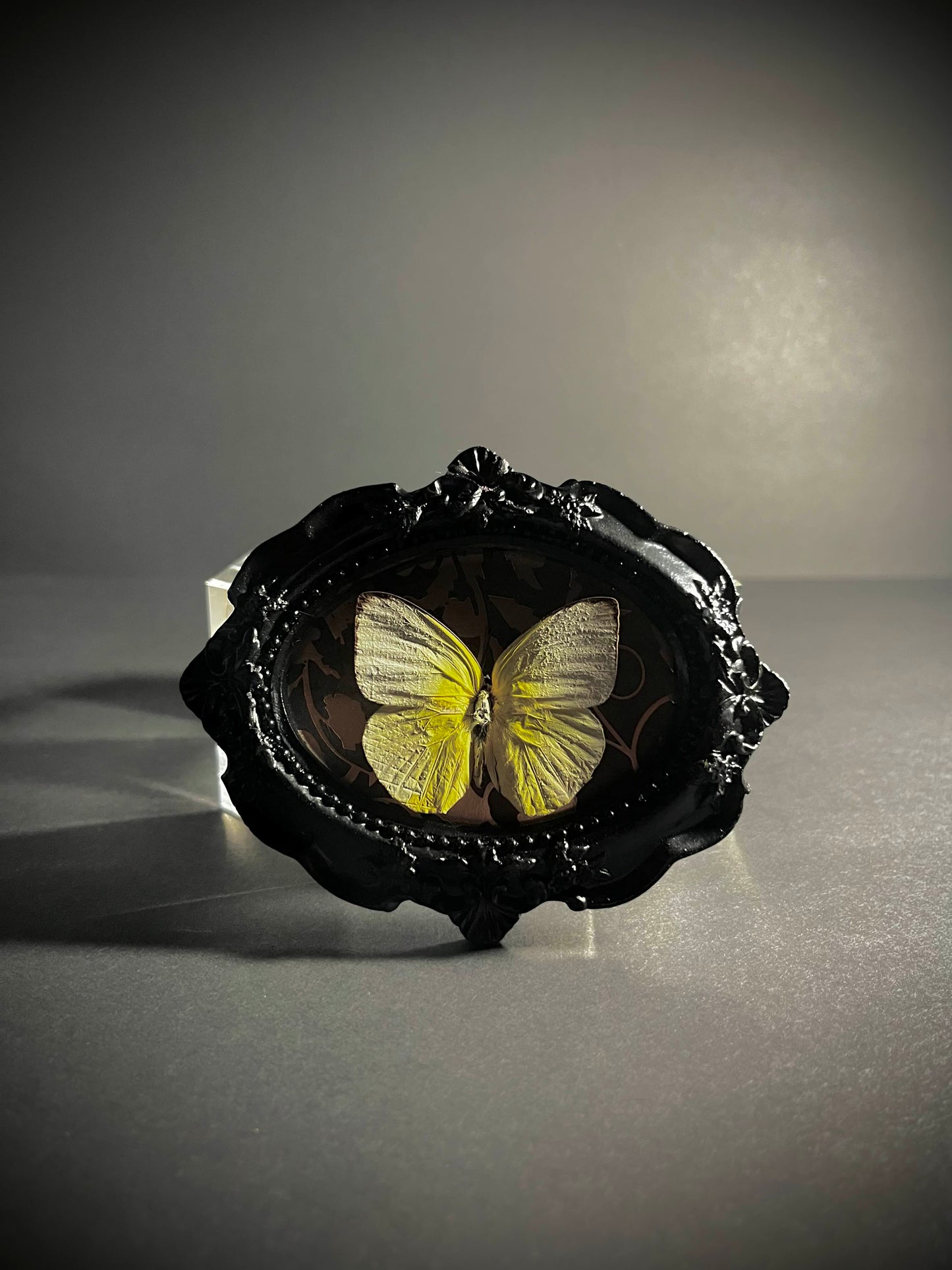 Framed Yellow Albatross Butterfly