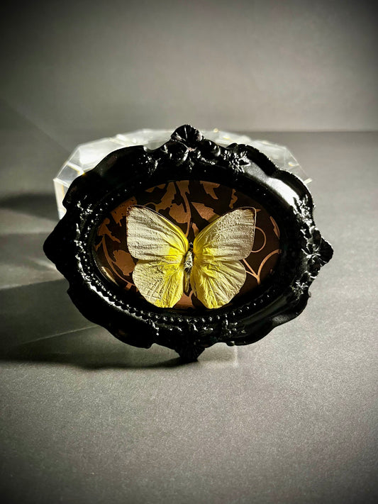 Framed Yellow Albatross Butterfly