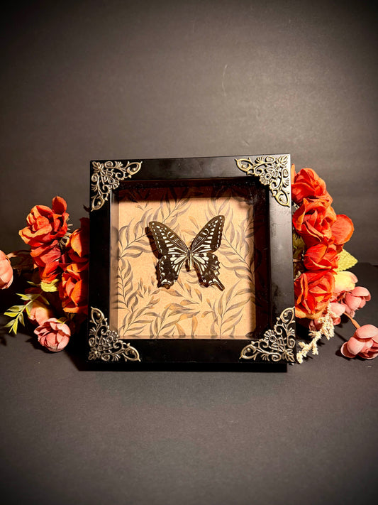 Black/White Swallowtail Display Box