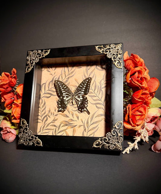 Black/White Swallowtail Display Box