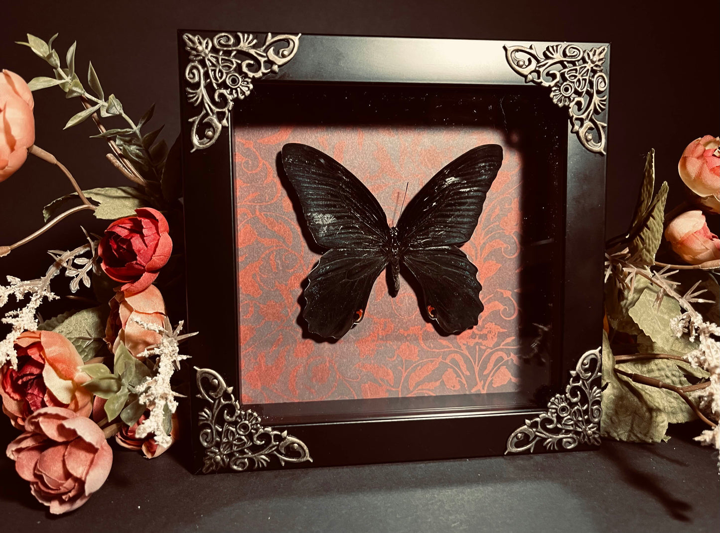 Atrophaneura Hector "Crimson Rose" Butterfly