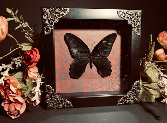 Atrophaneura Hector "Crimson Rose" Butterfly