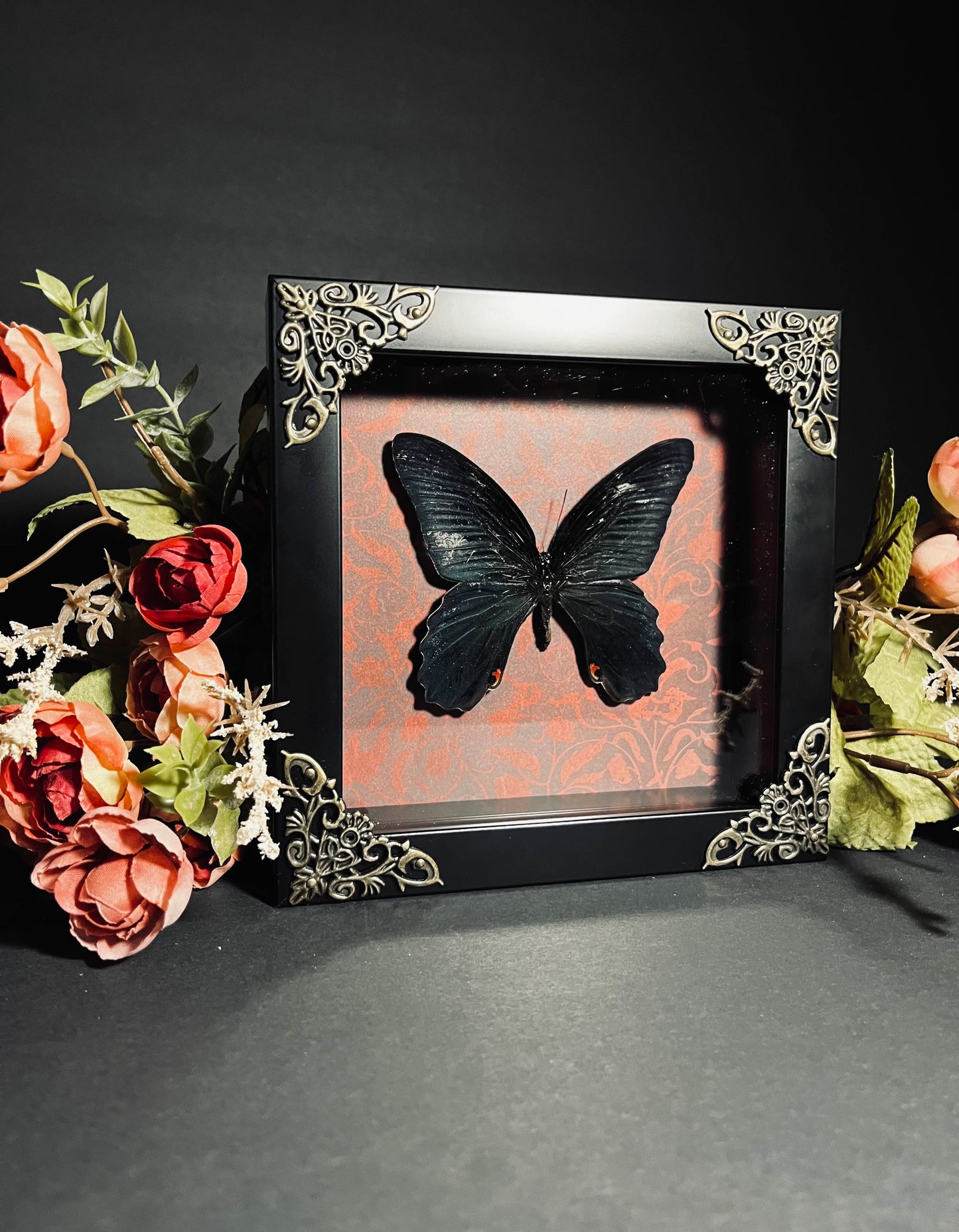 Atrophaneura Hector "Crimson Rose" Butterfly